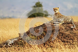 Masai Mara Cheetahs