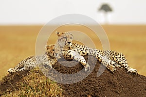 Masai Mara Cheetahs