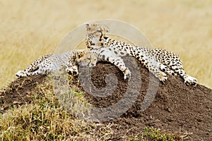 Masai Mara Cheetahs