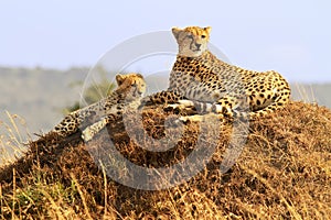 Masai Mara Cheetahs