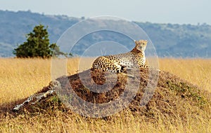 Masai Mara Cheetahs