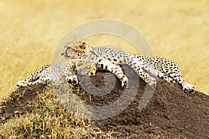 Masai Mara Cheetahs