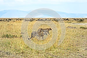 Masai Mara Cheetahs