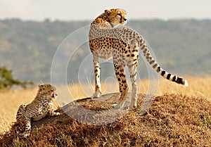 Masai Mara Cheetahs