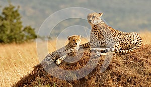 Masai Mara Cheetahs photo