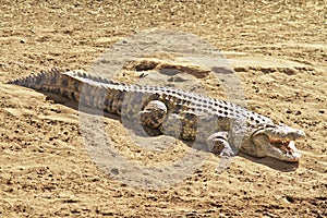 Masai Mara Crocodile