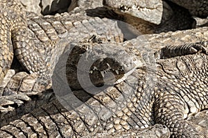 Masai Mara crocs