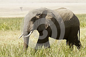 Masai Mara Elephant