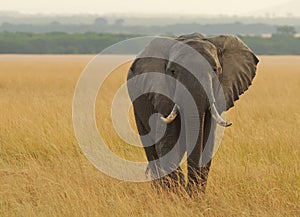 Masai Mara Elephant