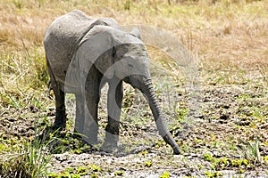 Masai Mara Elephant