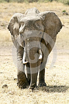 Masai Mara Elephant