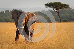 Masai Mara Elephant photo