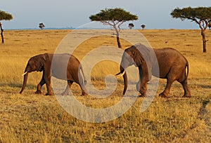 Masai Mara Elephants