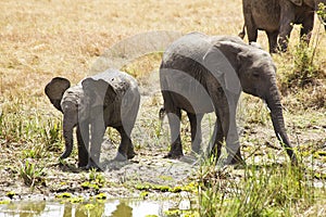 Masai Mara Elephants