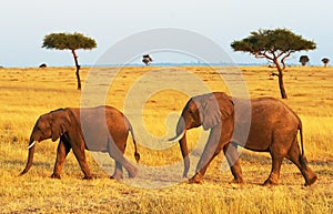 Masai Mara Elephants