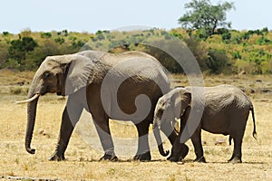 Masai Mara Elephants