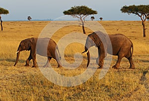 Masai Mara Elephants photo