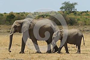 Masai Mara Elephants photo