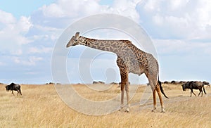 Masai Mara Giraffe