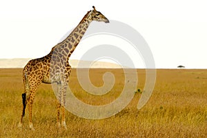 Masai Mara Giraffe