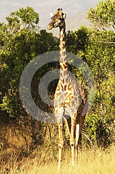 Masai Mara Giraffe
