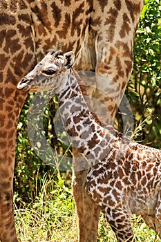 Masai Mara Giraffe