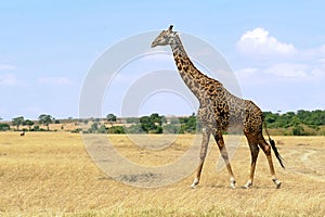 Masai Mara Giraffe