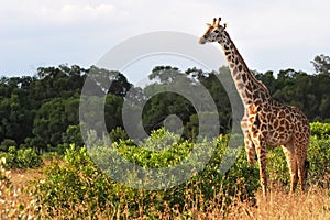 Masai Mara Giraffe