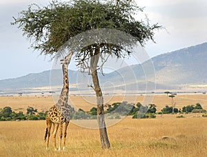Masai Mara Giraffe photo
