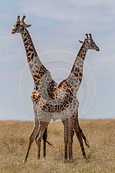 Masai Mara Giraffe, on safari, in Kenya