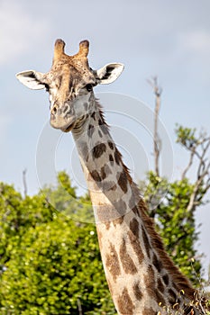 Masai Mara Giraffe, on safari, in Kenya