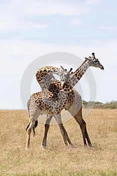 Masai Mara Giraffe, on safari, in Kenya, Africa.