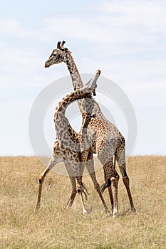 Masai Mara Giraffe, on safari, in Kenya, Africa.