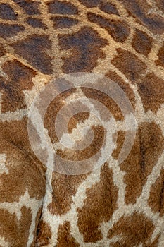 Masai Mara Giraffe skin, on safari, in Kenya, Africa