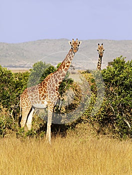 Masai Mara Giraffes