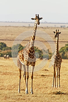 Masai Mara Giraffes