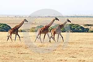 Masai Mara Giraffes