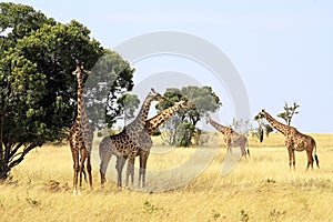 Masai Mara Giraffes