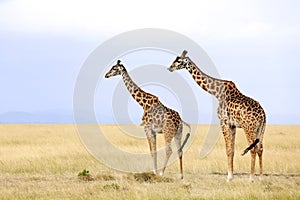 Masai Mara Giraffes