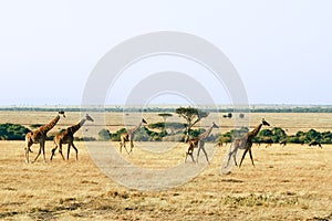 Masai Mara Giraffes