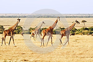 Masai Mara Giraffes