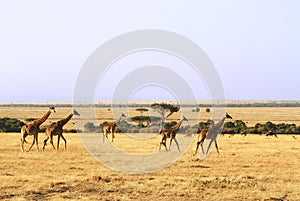 Masai Mara Giraffes