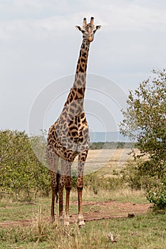 Masai Mara Giraffes, on safari, in Kenya, Africa