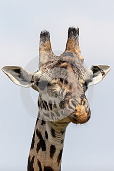 Masai Mara Giraffes, on safari, in Kenya, Africa