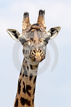 Masai Mara Giraffes, on safari, in Kenya, Africa