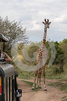 Masai Mara Giraffes, on safari, in Kenya, Africa