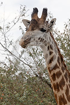 Masai Mara Giraffes, on safari, in Kenya, Africa