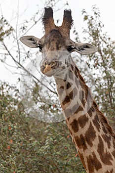 Masai Mara Giraffes, on safari, in Kenya, Africa