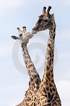 Masai Mara Giraffes, on safari, in Kenya, Africa