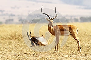 Masai Mara Grant's Gazelle